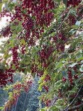 Chokecherry (Wildcrafted) Organic