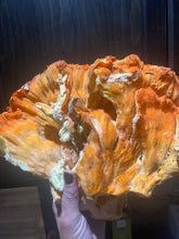 Chicken of the Woods Mushroom Supplement Powder