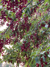 Chokecherry (Wildcrafted) Organic