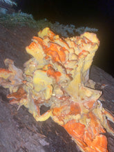 Chicken of the Woods Mushroom Supplement Powder