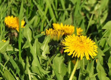 Spring Field Immersion Plant Walk Bundle (all 4 classes)