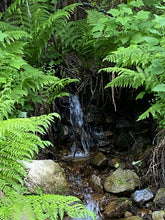 Spring wild Edibles Field Immersion