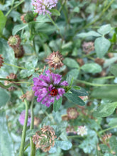 Spring wild Edibles Field Immersion