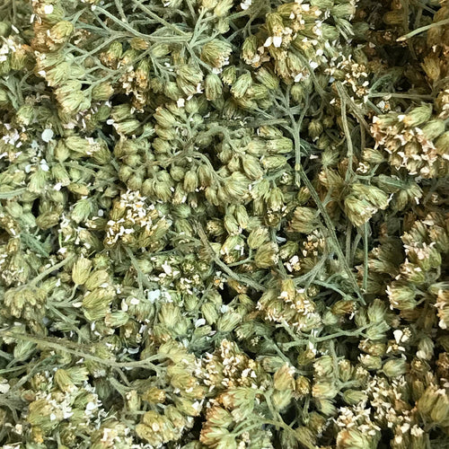 Yarrow (wild Harvested)